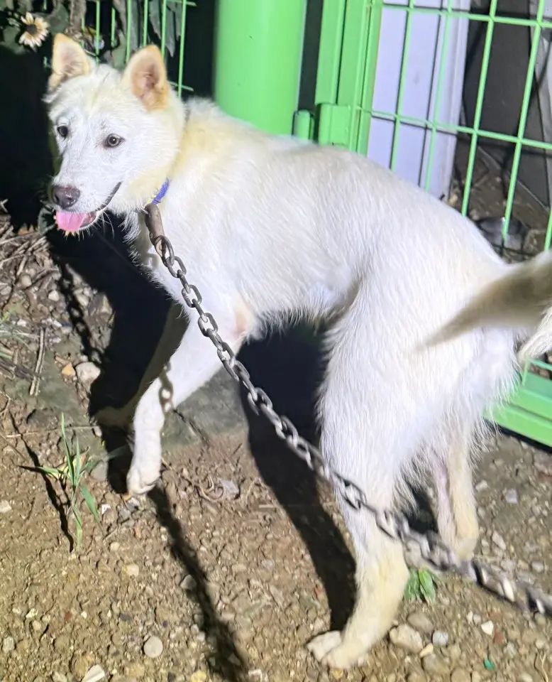 믹스견 보호중 사진
