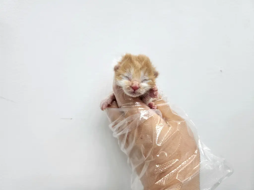 한국 고양이 보호중 사진