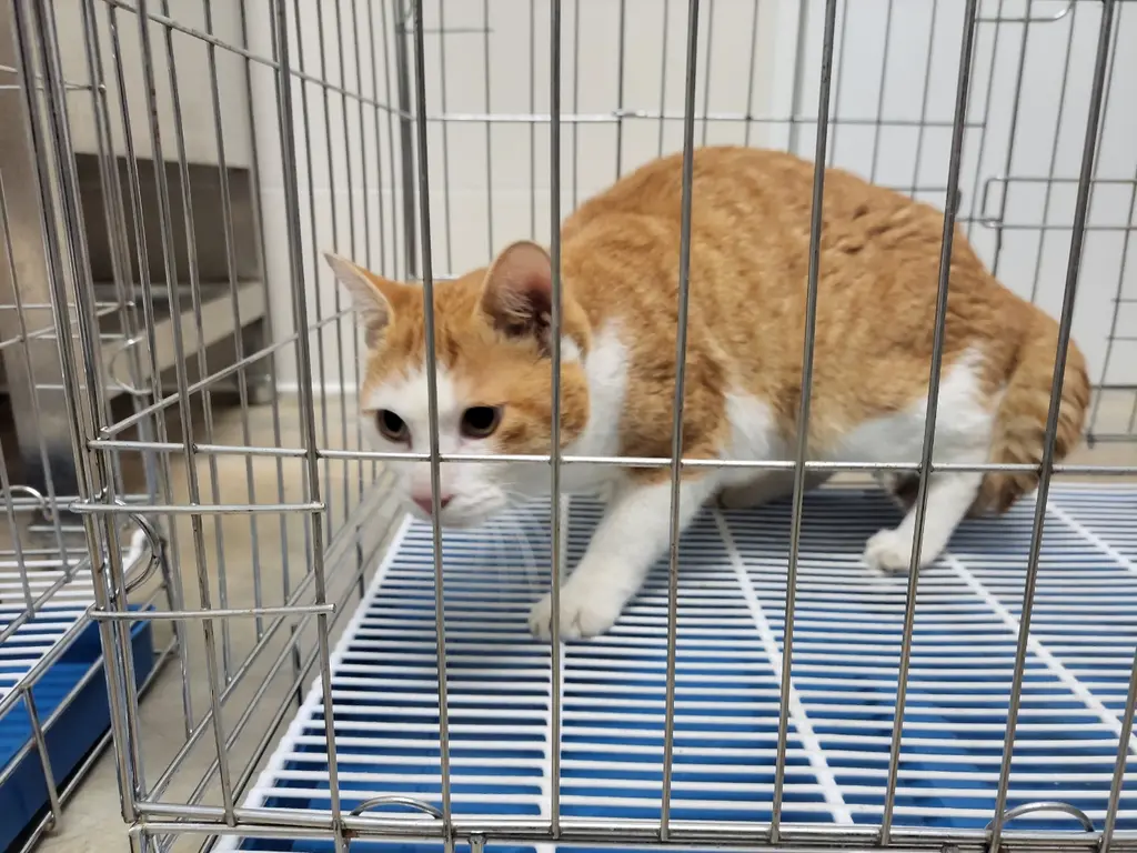 한국 고양이 보호중 사진