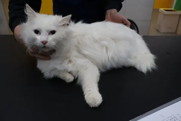 믹스묘 보호중 사진