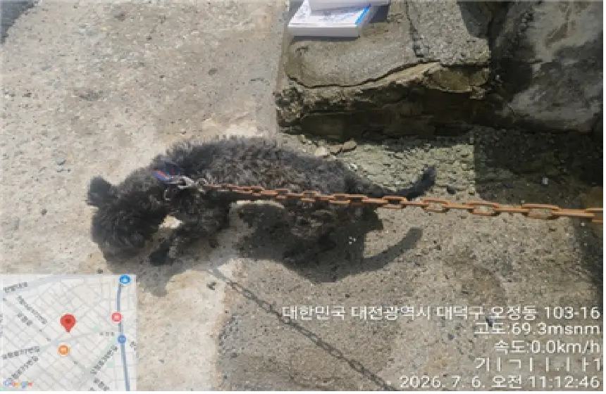믹스견 보호중 사진