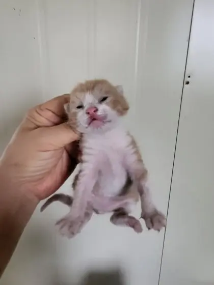 한국 고양이 보호중 사진
