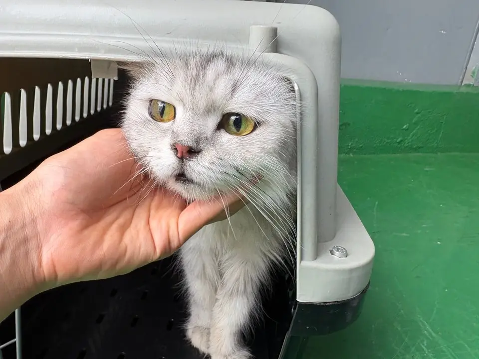 페르시안 보호중 사진