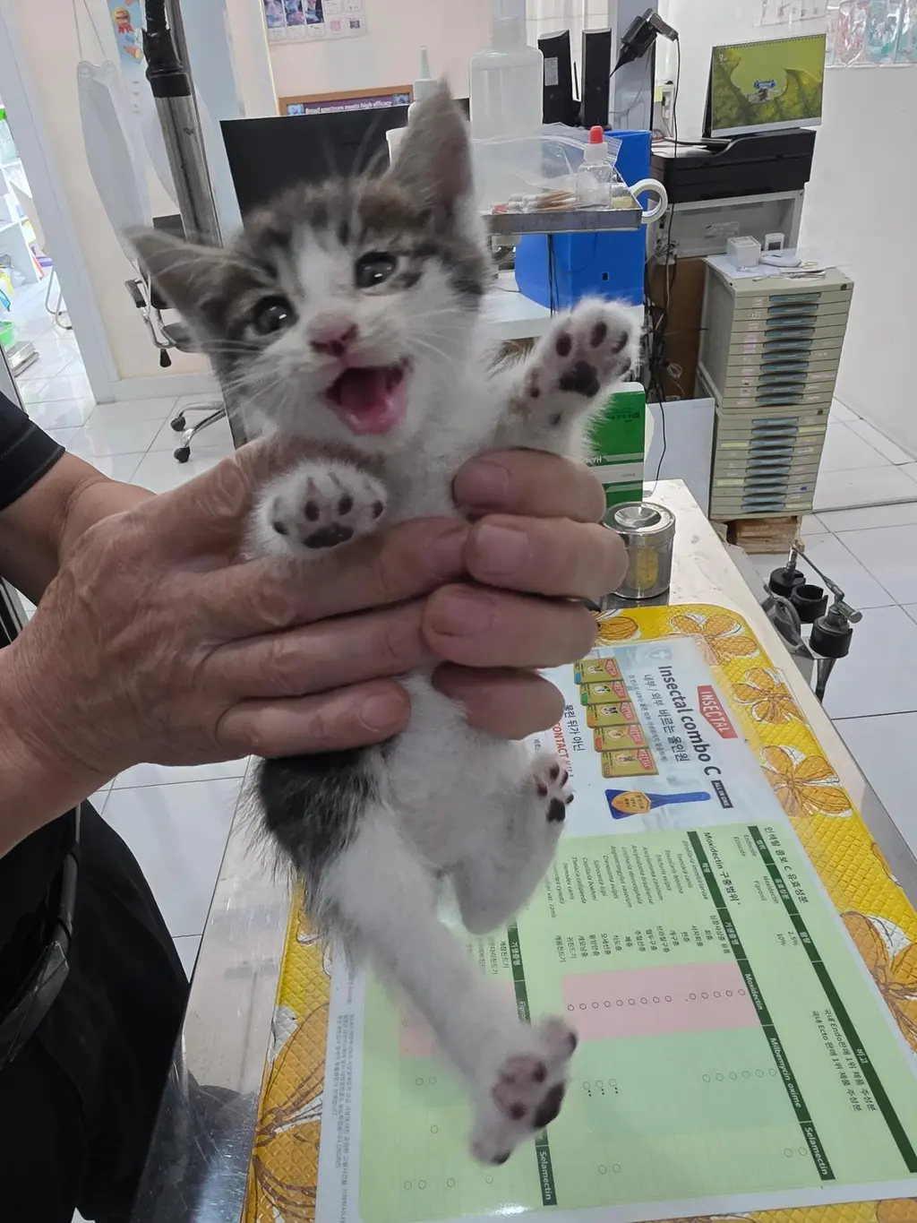 한국 고양이 보호중 사진
