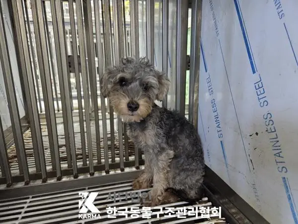 믹스견 보호중 사진