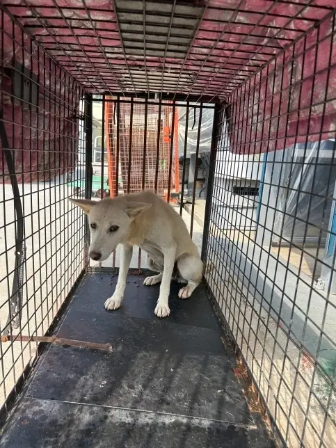 믹스견 보호중 사진