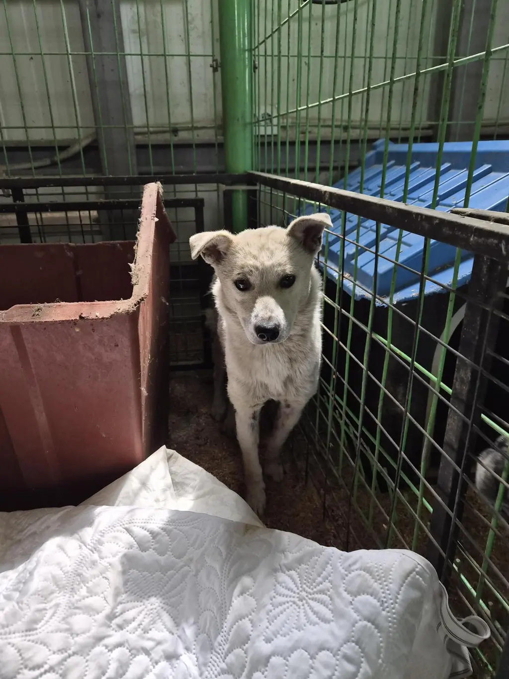 믹스견 보호중 사진