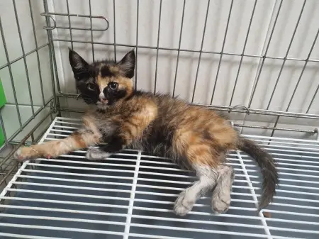 한국 고양이 보호중 사진