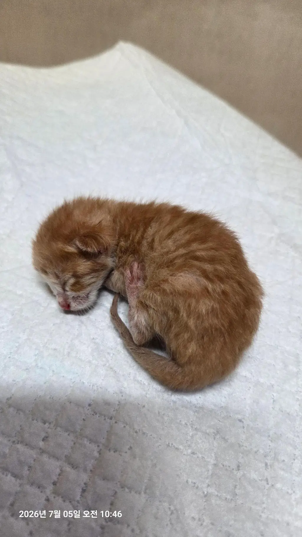 한국 고양이 보호중 사진