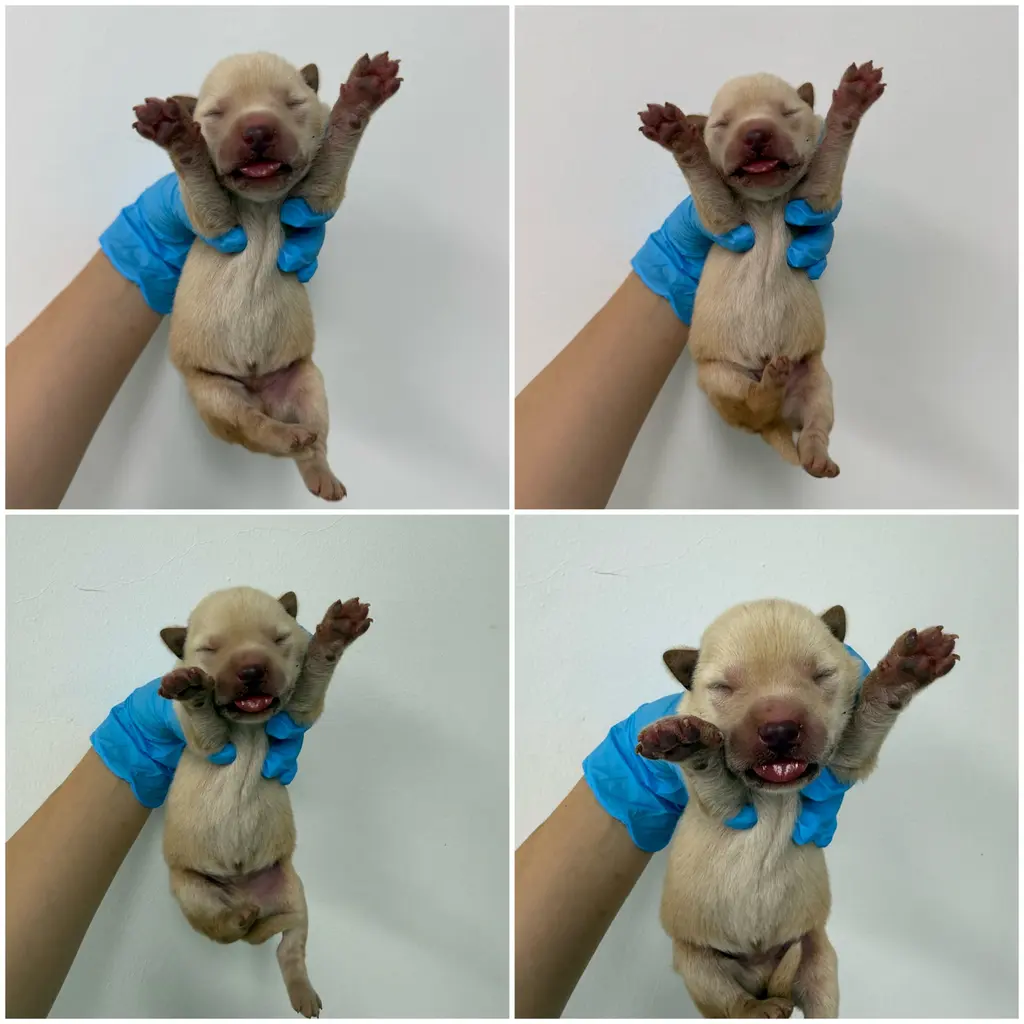 믹스견 보호중 사진