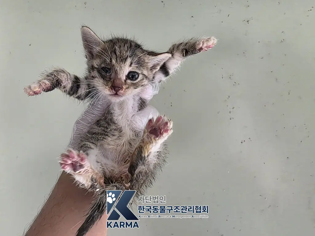 한국 고양이 보호중 사진