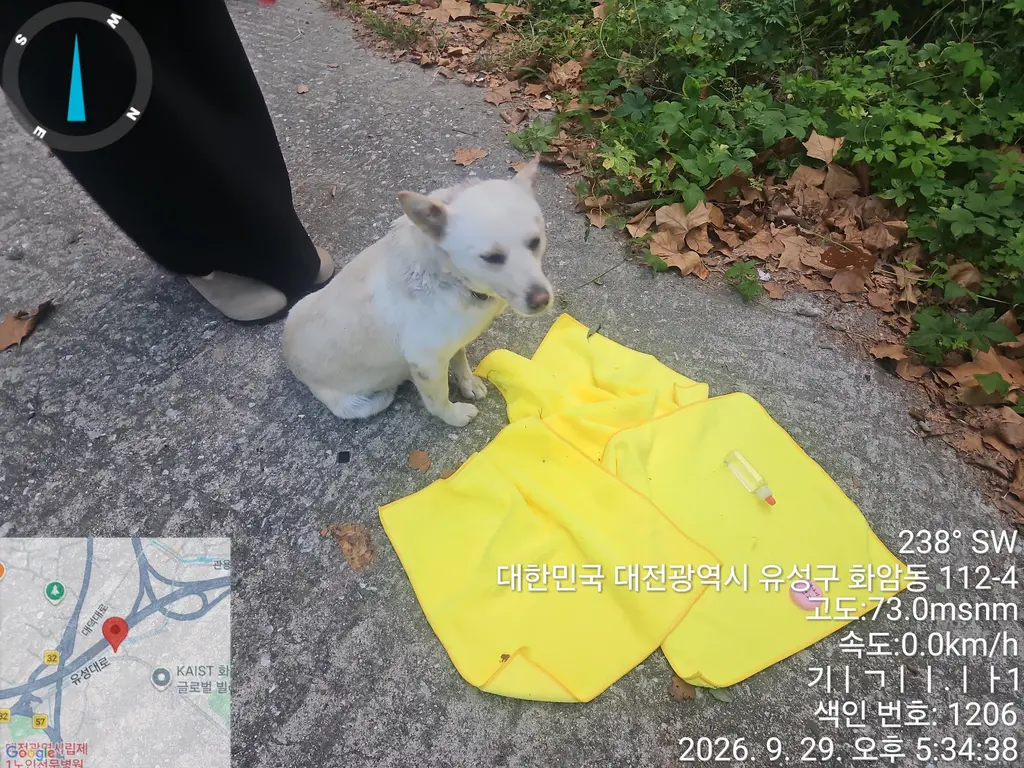 도사 믹스견 보호중 사진