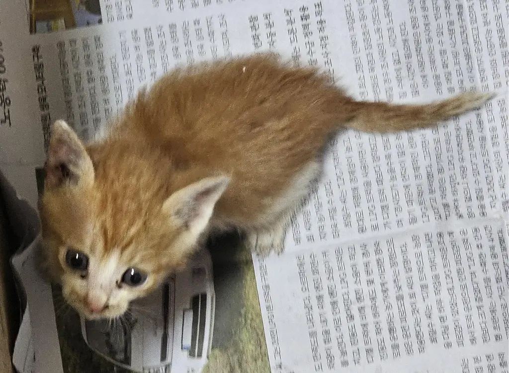 한국 고양이 보호중 사진