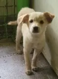 믹스견 보호중 사진
