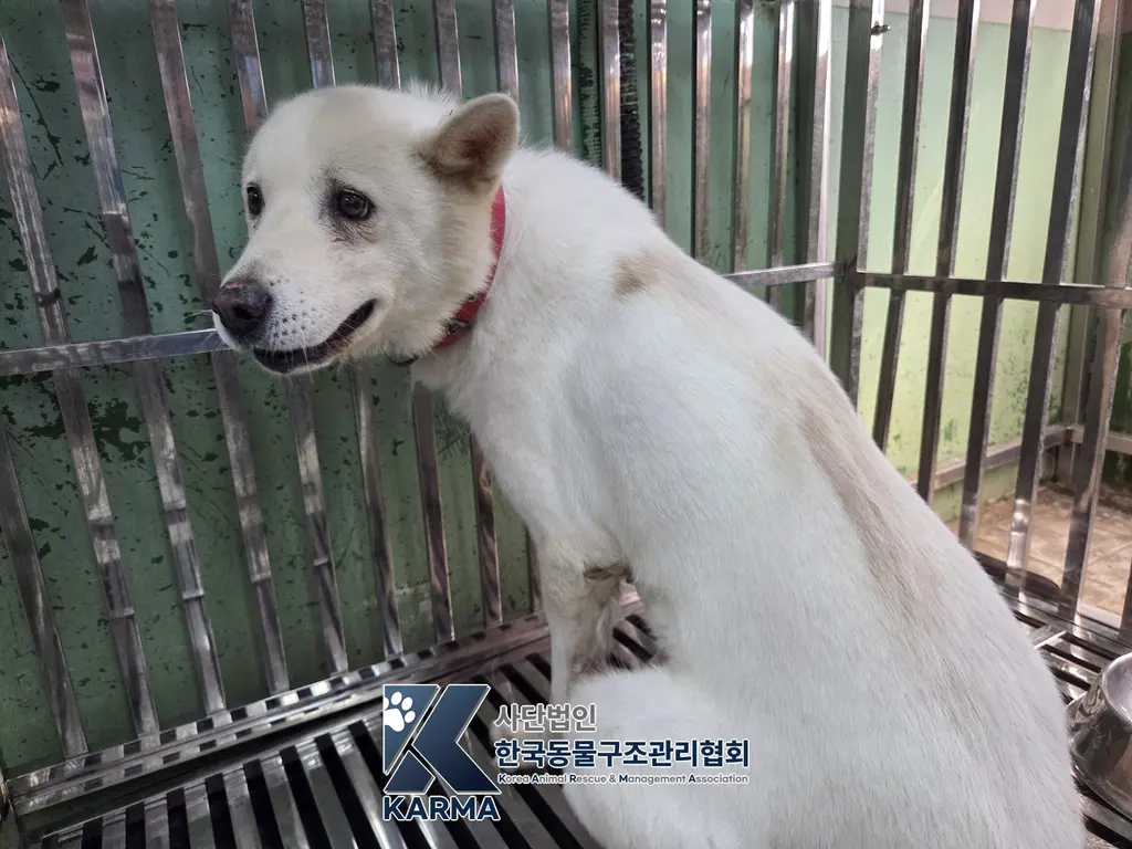믹스견 보호중 사진