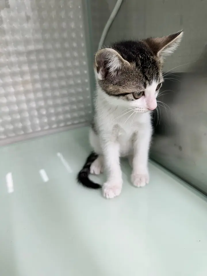 한국 고양이 보호중 사진
