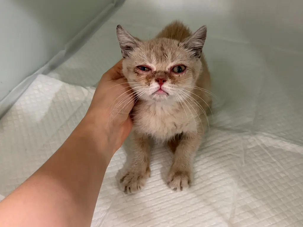 믹스묘 보호중 사진