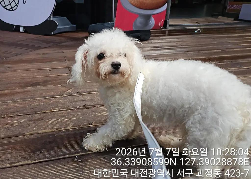 말티즈 보호중 사진