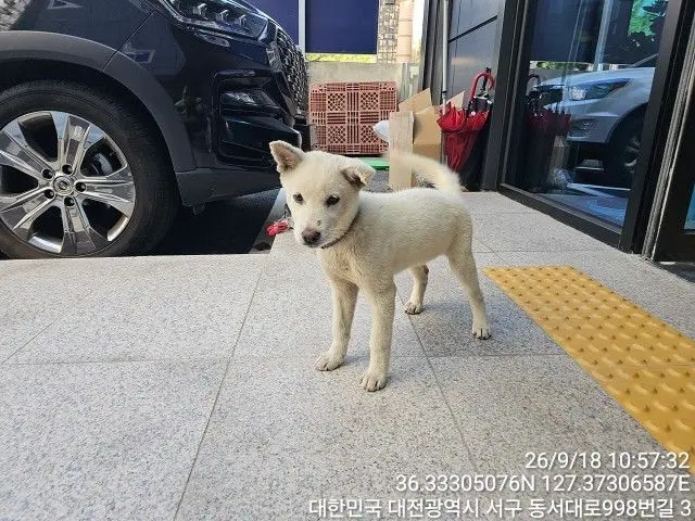믹스견 보호중 사진