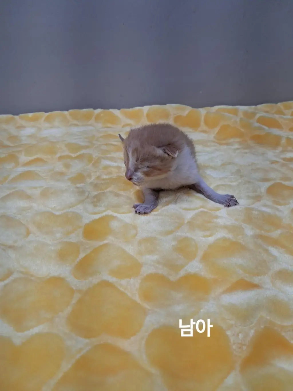 한국 고양이 보호중 사진