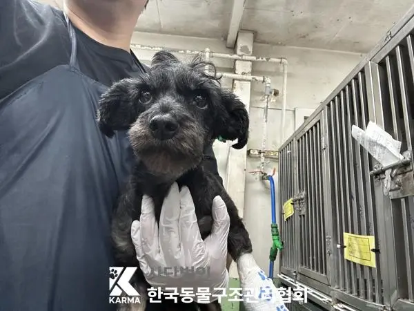 믹스견 보호중 사진