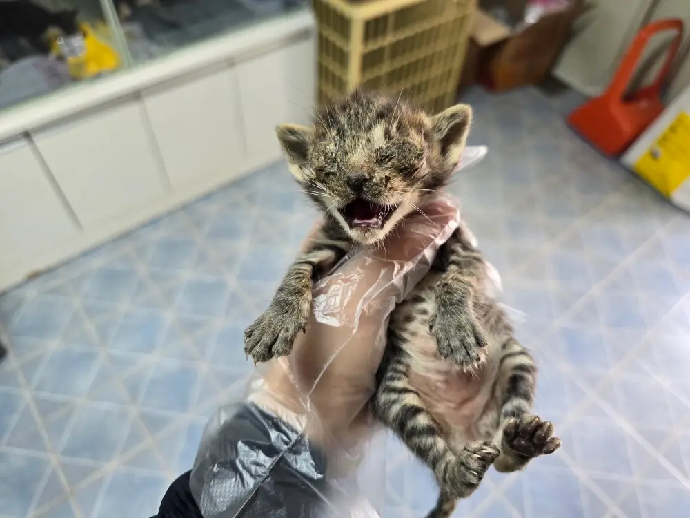 한국 고양이 보호중 사진