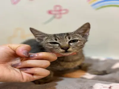 믹스묘 보호중 사진