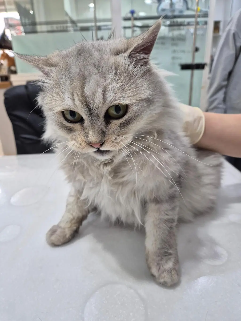 기타 보호중 사진