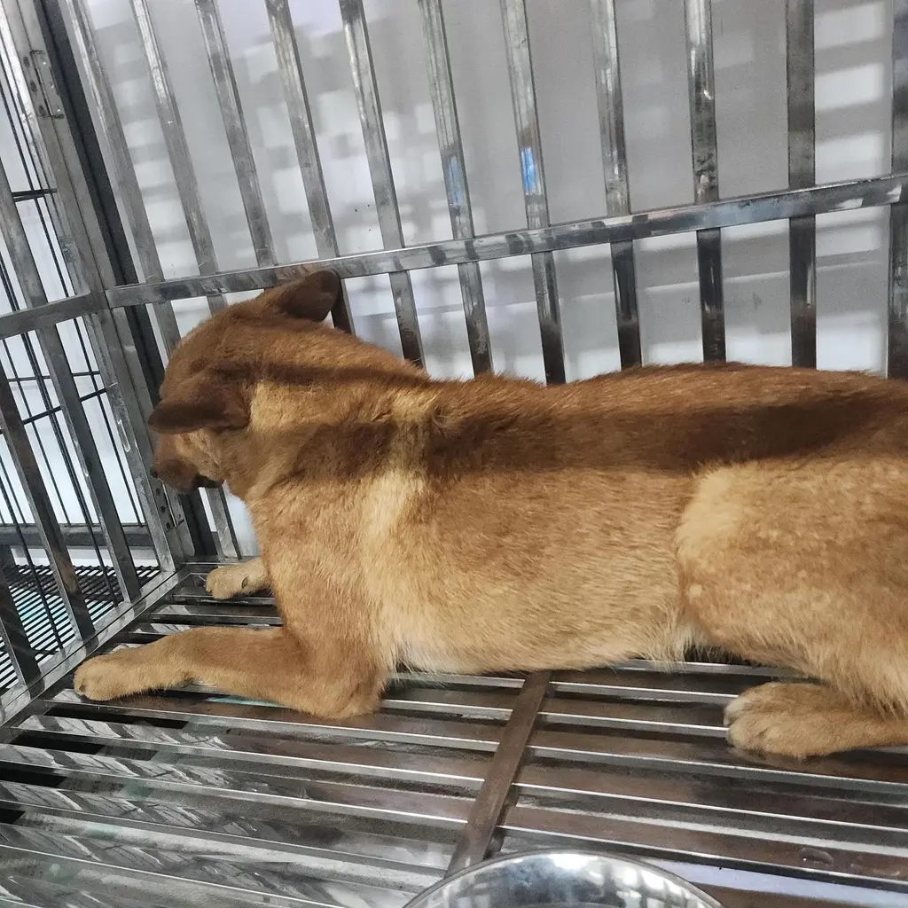 믹스견 보호중 사진
