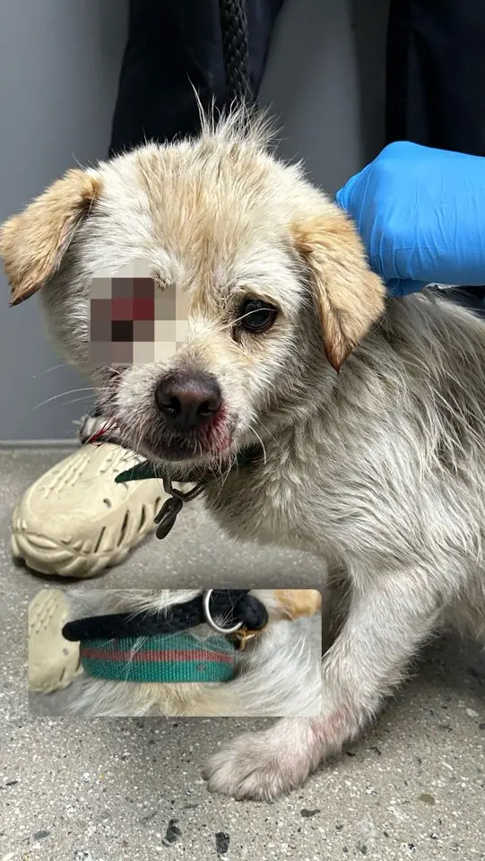 믹스견 보호중 사진