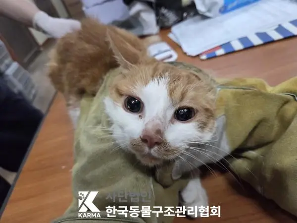 한국 고양이 보호중 사진