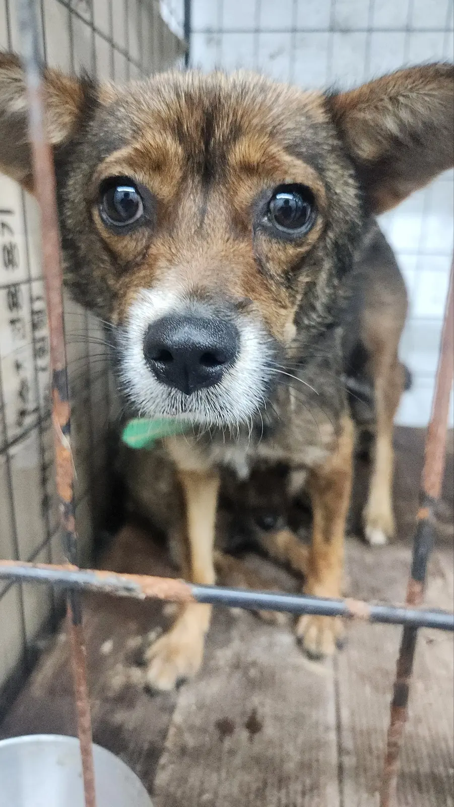 믹스견 보호중 사진