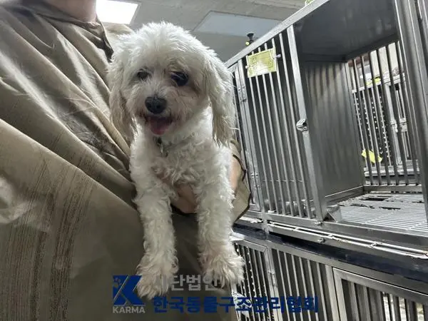 말티즈 보호중 사진