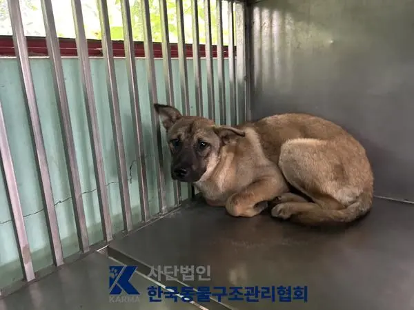 믹스견 보호중 사진