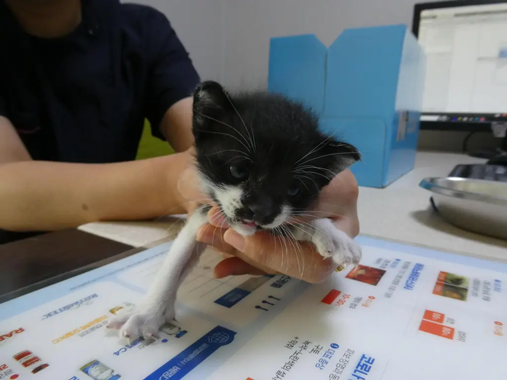 한국 고양이 보호중 사진