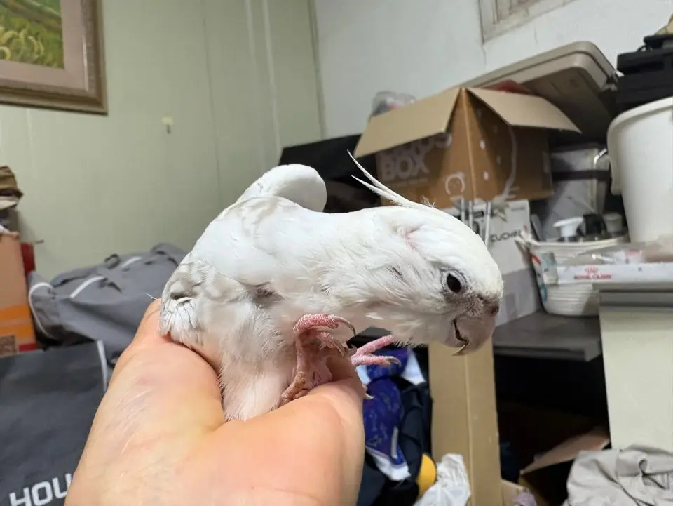 기타축종 보호중 사진