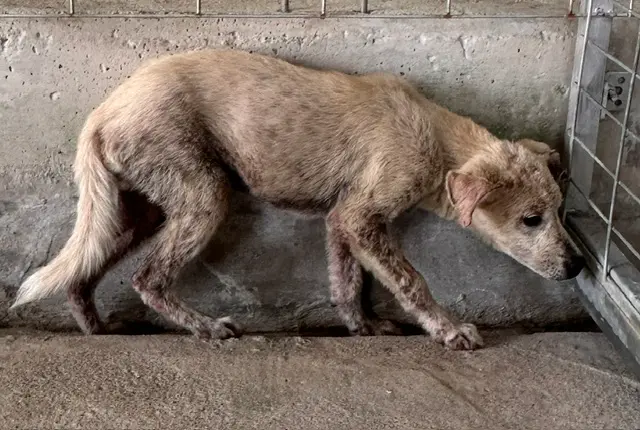 믹스견 보호중 사진