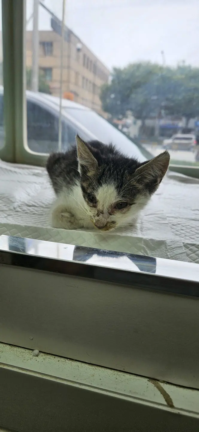 한국 고양이 보호중 사진