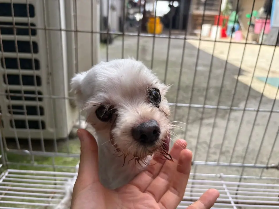 말티즈 보호중 사진
