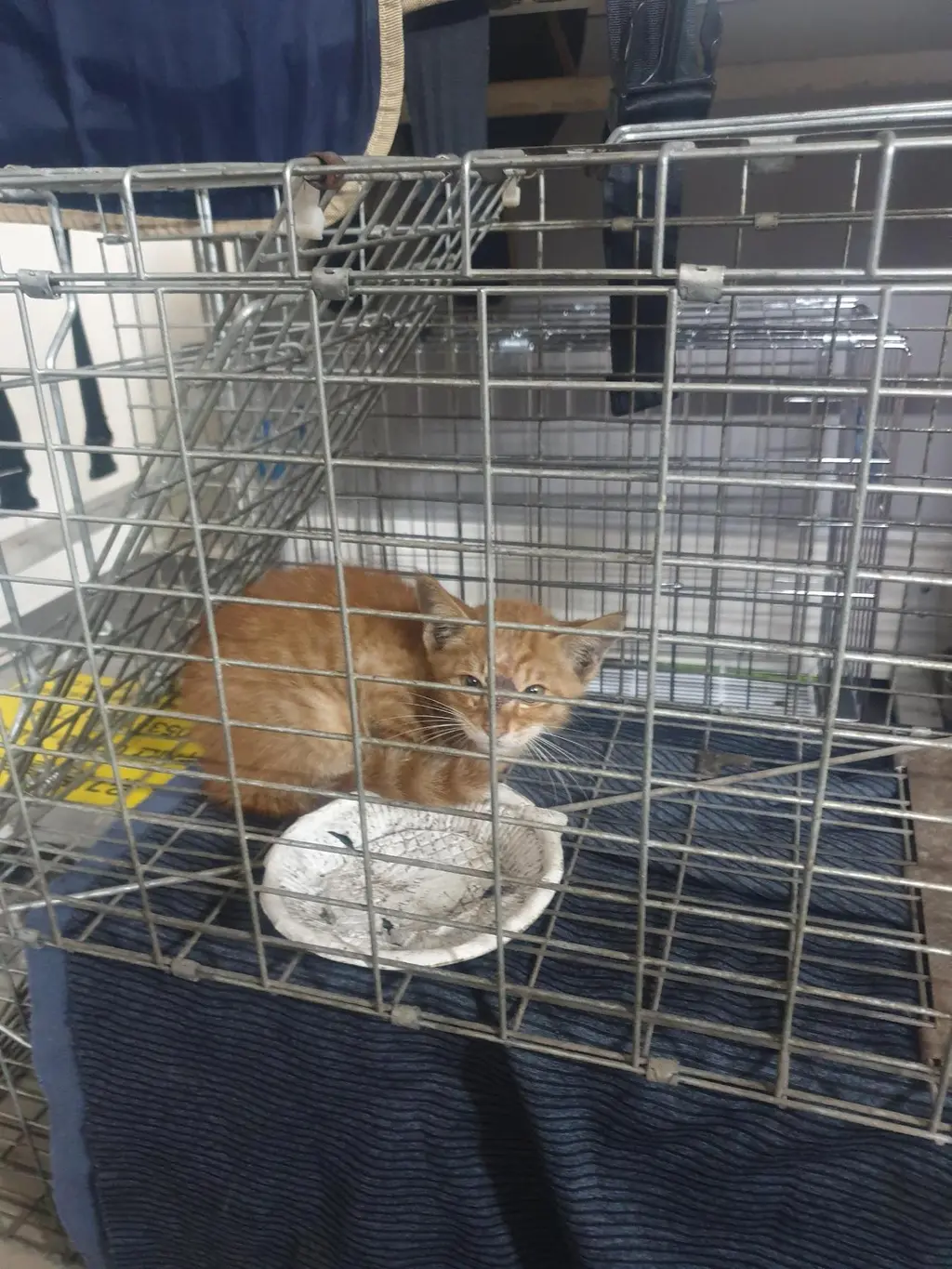 한국 고양이 보호중 사진