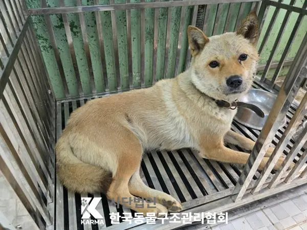믹스견 보호중 사진