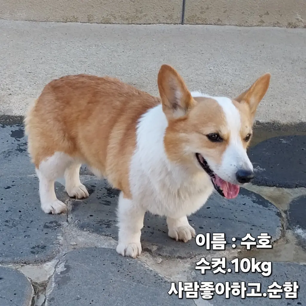 웰시 코기 카디건 보호중 사진