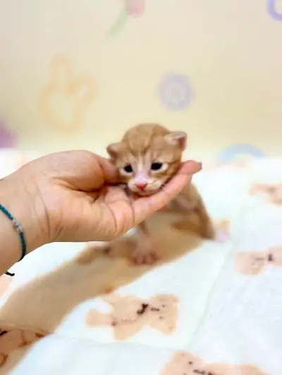 믹스묘 보호중 사진