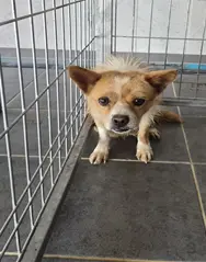 믹스견 보호중 사진