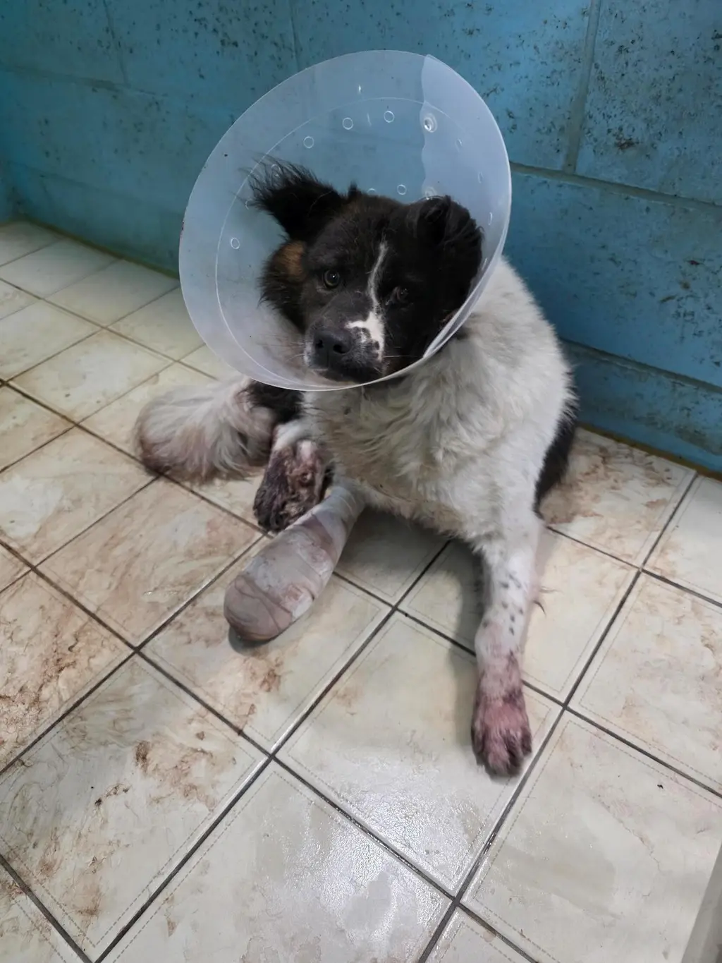 믹스견 보호중 사진