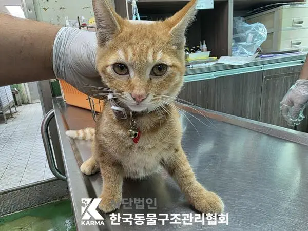 한국 고양이 보호중 사진