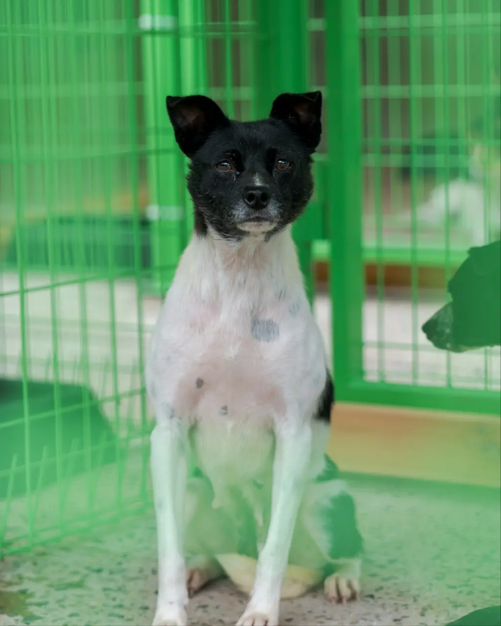 믹스견 보호중 사진