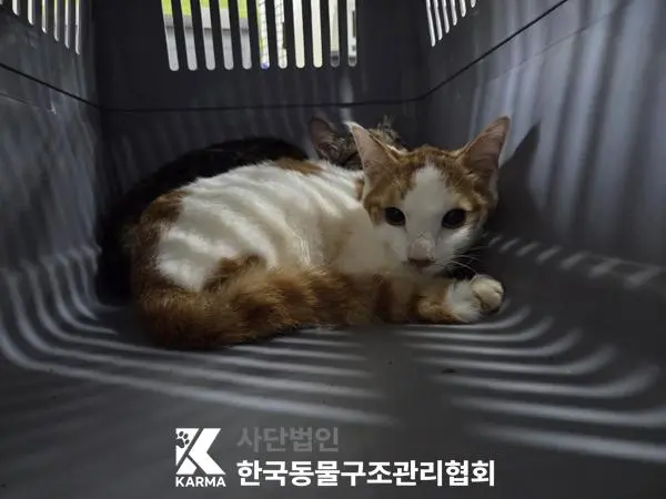 한국 고양이 보호중 사진