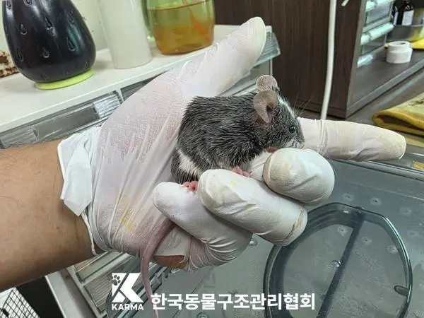 기타축종 보호중 사진