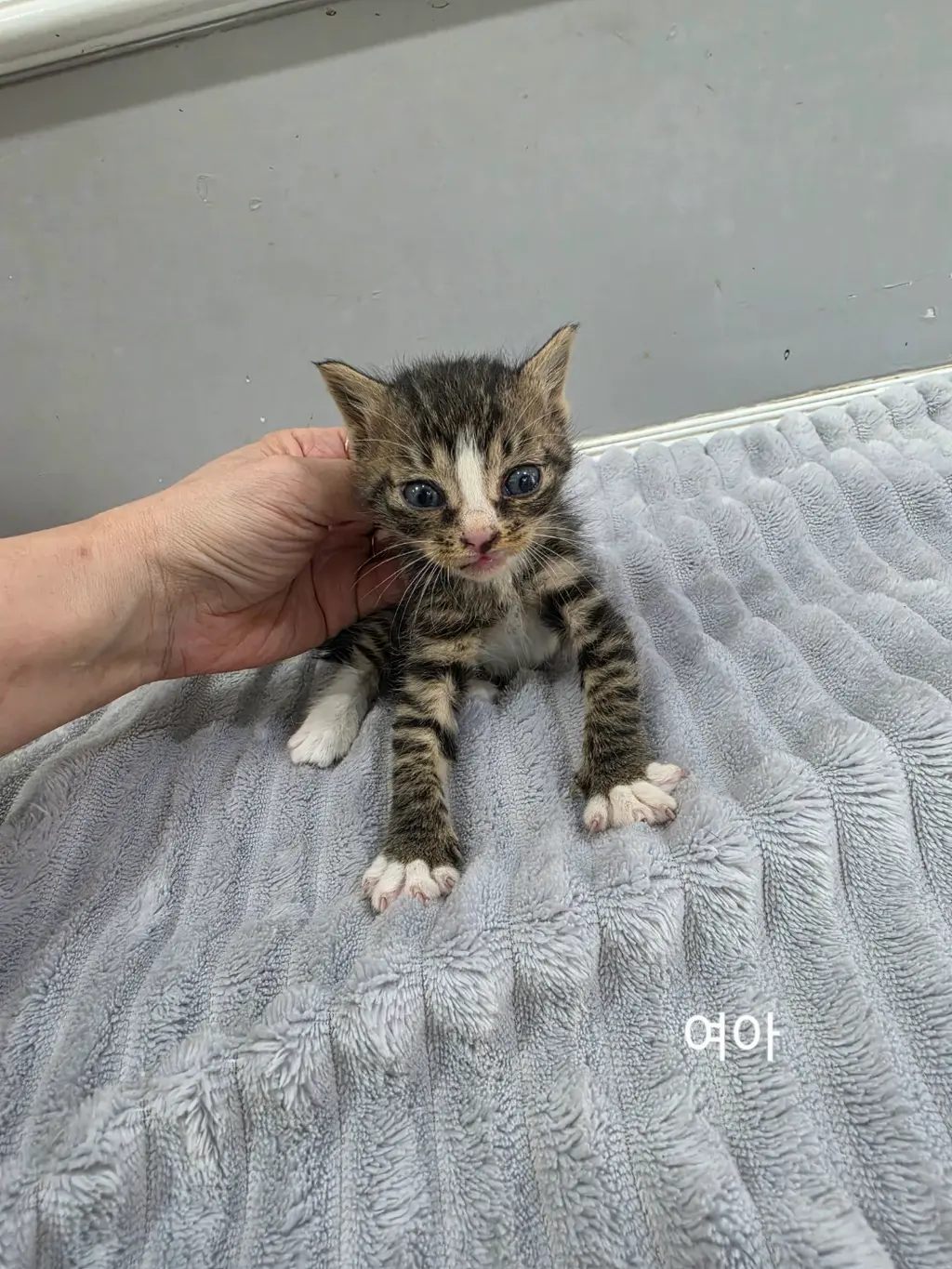 한국 고양이 보호중 사진